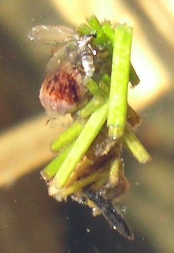 First or second instar of an Agrypnia deflata larvae