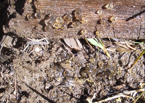 Golden egg masses under a piece of wood at the edge of a semi-permanent pond