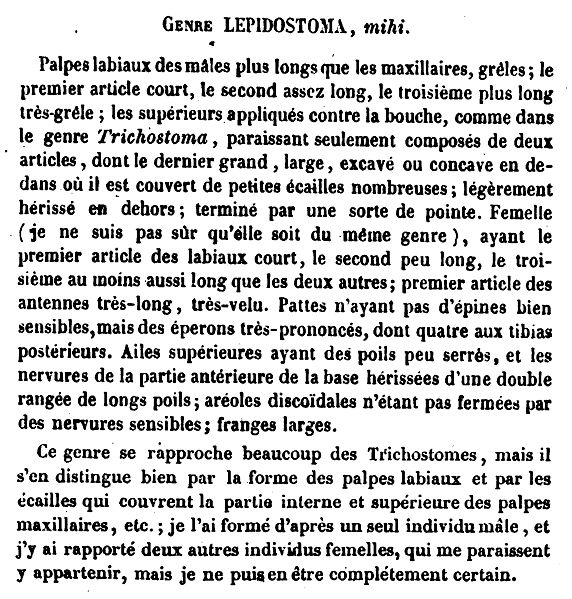 Rambur, 1842 page 493, description of the caddisfly genus Lepidostoma