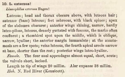 Hagen's description of the caddisfly Limnephilus externus
