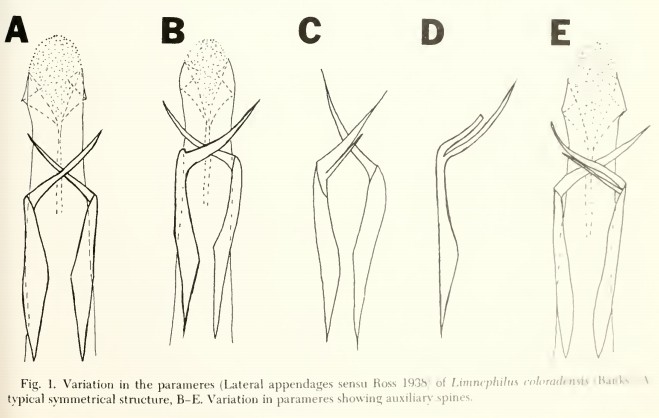 Drawings of variations in paramere spines for Limnephilus coloradensis.