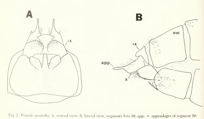 Illustration of the female genitilia of Limnbephilus coloradensis