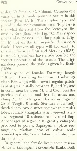 Continuing description of Limnephilus coloradensis female