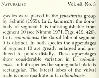 More description of Limnephilus coloradensis female