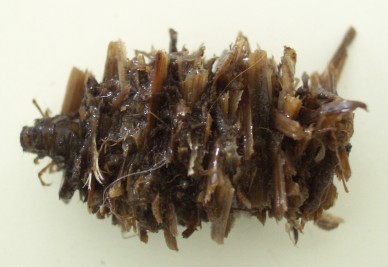 Limnephilus externus caddisfly inside its case
