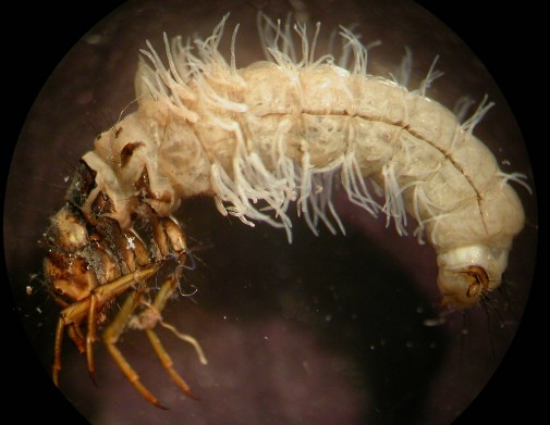 Limnephilus externus caddisfly out of its case